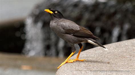 Javan Myna - John Caddick | John Caddick