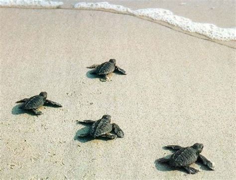 Sea turtle hachtlings to sea | Baby sea turtles, Baby turtles, Turtle