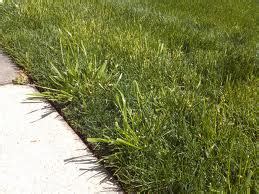 Quackgrass | Hudson, WI Lawn Care Services