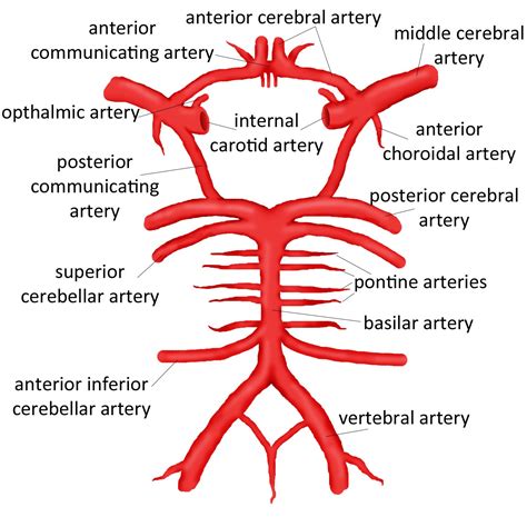 Detail of the Circle of Willis - anterior, middle and posterior ...