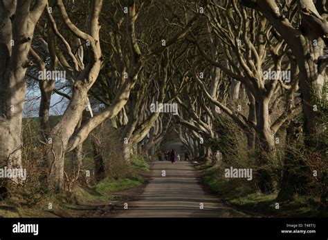 The Dark Hedges Stock Photo - Alamy