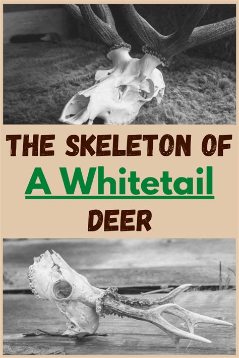 The Skeleton Of A Whitetail Deer