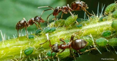 How Do Ants Farm Aphids: Controlling Aphids and Ants on Plants