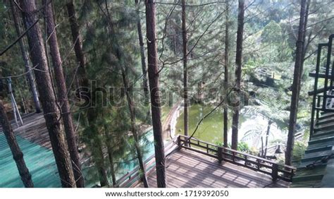 17 Dahilayan Forest Park Images, Stock Photos & Vectors | Shutterstock