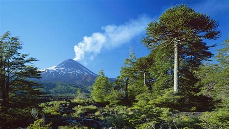 nature, Landscape, Trees, Volcano, Forest, Smoke, Snowy Peak, Chile, Daylight, Blue, Sky ...