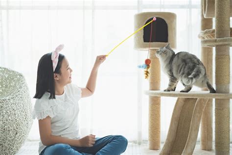 How To Play With a Cat According to a Cat Behaviorist - Cats.com