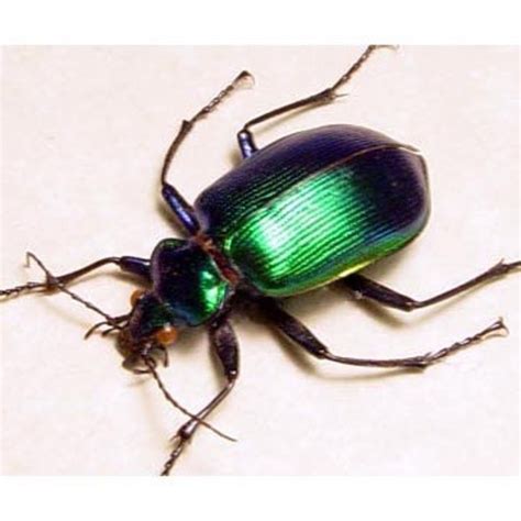 EMERALD GREEN GROUND BEETLE Ceroglossus Valdivia ONLY 1