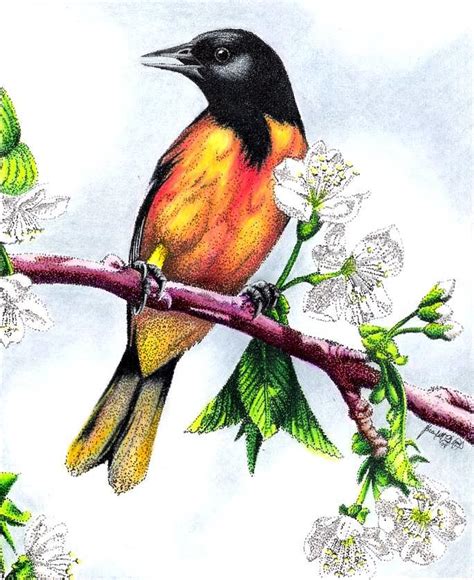 Oriole Drawing by Scarlett Royal