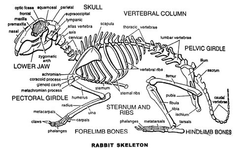 Rabbits skeleton – Redbeck Rabbit Boarding