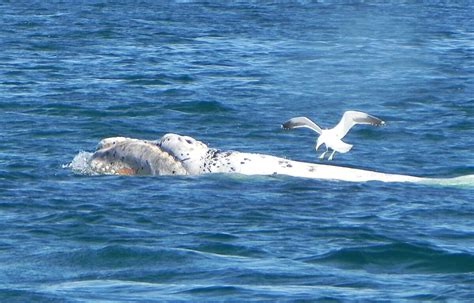 Do albino whales exist? - Baleines en direct