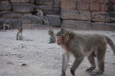 The monkeys at Lopburi, near Thailand's capital of Bangkok. Please see ...