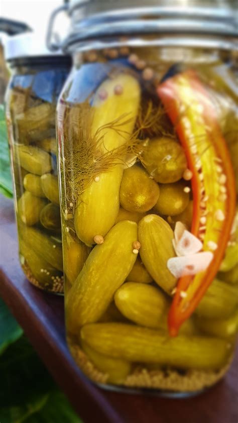 How To Make Amazing Pickled Gherkins | Pickling recipes, Pickled gherkin recipe, Fermentation ...