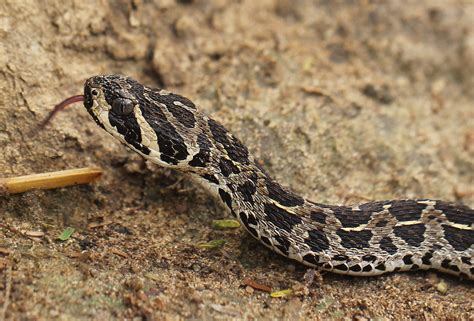 Proatheris superciliaris | Swamp Adder ot Floodplain Viper. … | Flickr