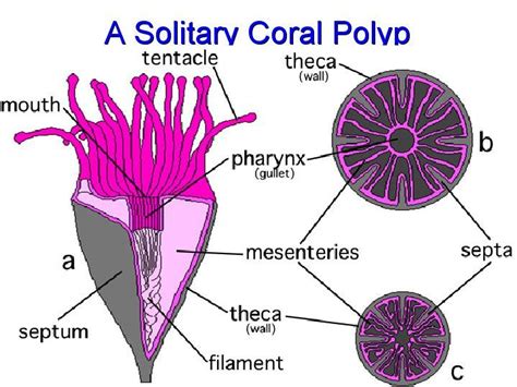 Pin on Natural History morpholgy reference