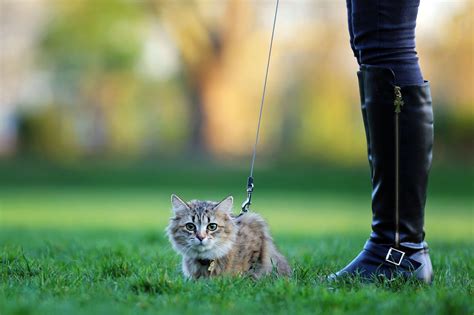 How to Train a Cat to Do 5 Life-Changing Things | Reader's Digest