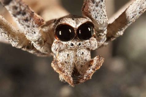 7 Most Terrifying African Spiders You've Probably Never Seen