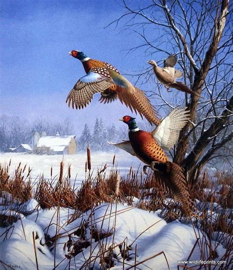 In the David Maass print WINTER WONDER-PHEASANTS three ring-necks are flushed… Upland Bird ...