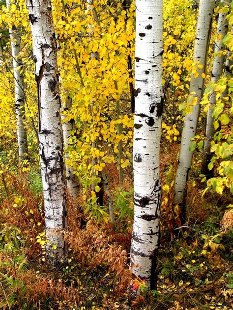 Fall Birch Trees stock photo. Image of growing, nature - 22315680