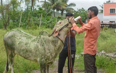 Lumpy Skin disease: Over 67,000 cattle dead - how it spreads, symptoms, treatment and vaccine ...