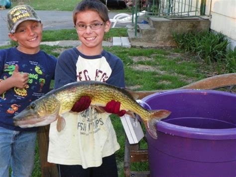 Chain Pickerel Habitat, Spawning, and More - FishNY