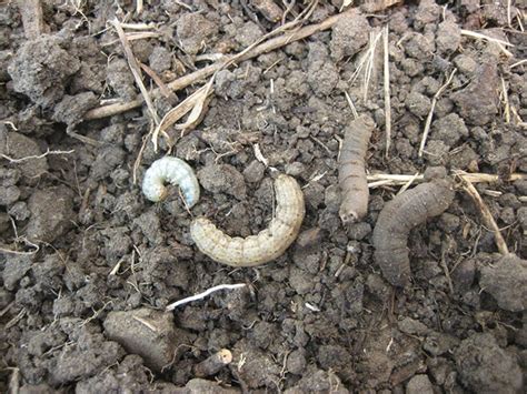 Identification and management of cutworms made easy - Top Crop ManagerTop Crop Manager