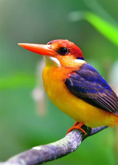 35 Most Colorful Animals in the World (Mammals, Birds, Insects, Reptiles...) Colorful Animals ...