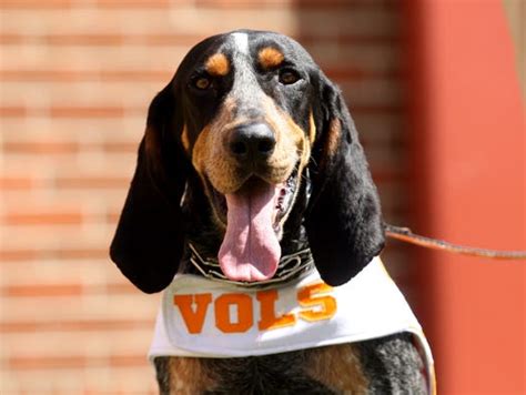 Bleacher Report: Smokey is the best!