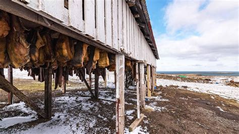 Hákarl Fermented Shark Meat – The Most Stinky Delicacy of Iceland | Vietnam Times