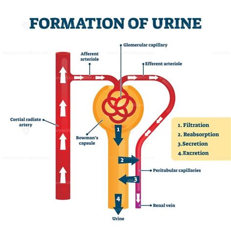 Formation of urine vector illustration – VectorMine