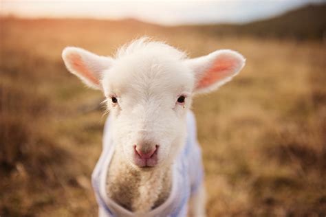 White Sheep · Free Stock Photo