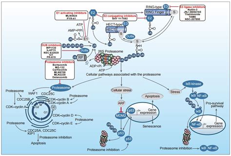 Some of the Intracellular Pathways relevant in Cancer - Cancer ...