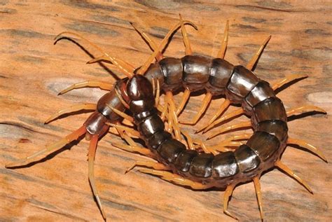 Nightmarish Find: Giant, Venomous Centipede Is a Powerful Swimmer | Live Science