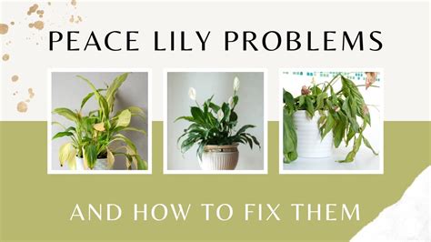 Peace Lily problems and how to fix them | Peace Lily Plant Care | MOODY ...