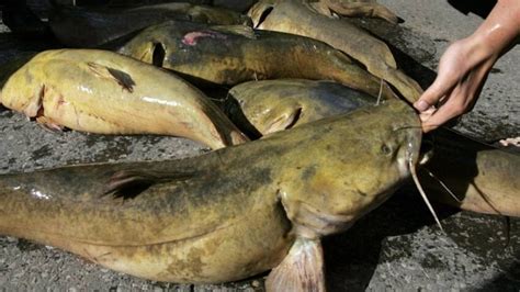 Texas teen girl a catfish noodling champion | CBC News