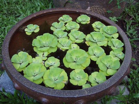 Water Lettuce – Floating Live Pond Plants | Aquarium Plants