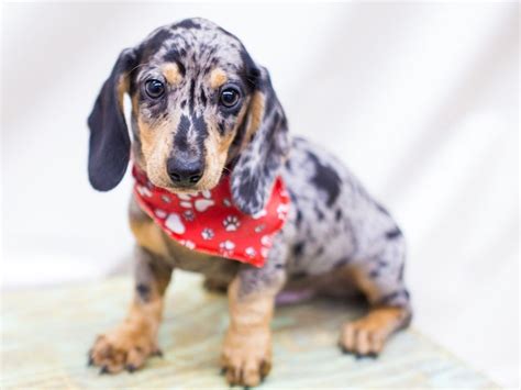 Miniature Dachshund-DOG-Male-Silver Dapple-2441381-Petland Wichita, Kansas