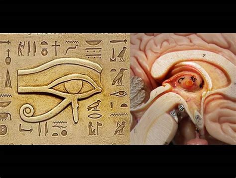 The Pineal Gland/Third Eye/Eye of Horus | Worth Knowing That