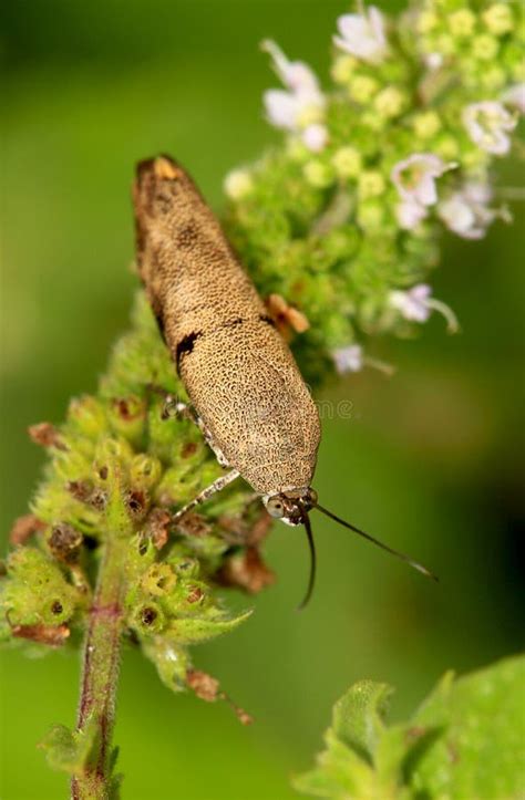 Brown leaf bug stock image. Image of macro, closeup, green - 26027041