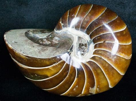 Gorgeous 2.9" Nautilus Fossil - Madagascar (#6422) For Sale - FossilEra.com