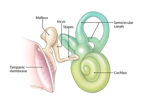 Middle Ear & Mastoid – Oto Surgery Atlas