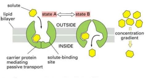 GLUCOSE TRANSPORTERS - www.medicoapps.org