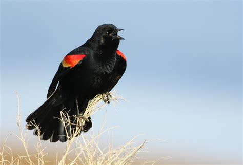 Enjoy the Red-Winged Blackbird Show