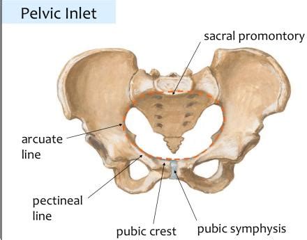 Pelvic Inlet | Car Interior Design