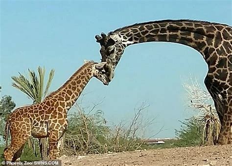 Mum knows best! Giraffes inherit their life-saving spot patterns from their mother, | Daily Mail ...