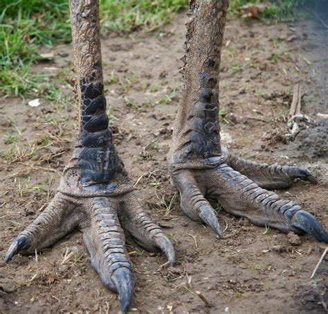 Emu feet | Animals, Unusual animals, Animal legs