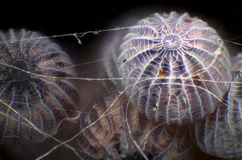 Moth eggs in spider silk | Nikon’s Small World