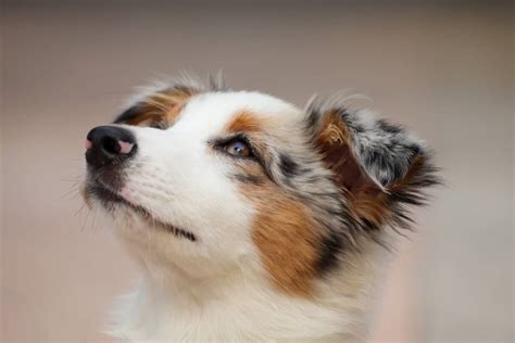 How to Train Your Australian Shepherd Puppy - Aussie University