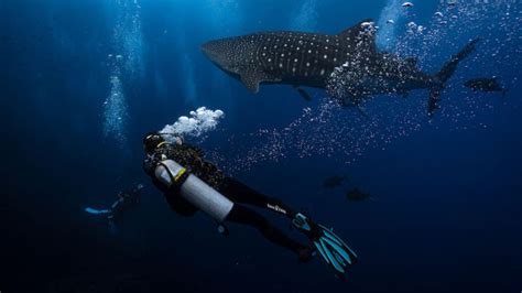 Scuba Diving in Costa Rica and Cocos Island