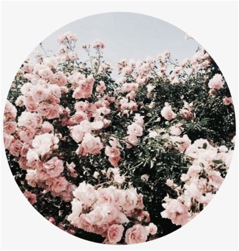 Rose Sticker - Pink Rose Aesthetic Background - 1024x1024 PNG Download - PNGkit