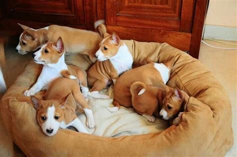 32 best images about Basenji Puppies on Pinterest | Puppy face, Lost ...